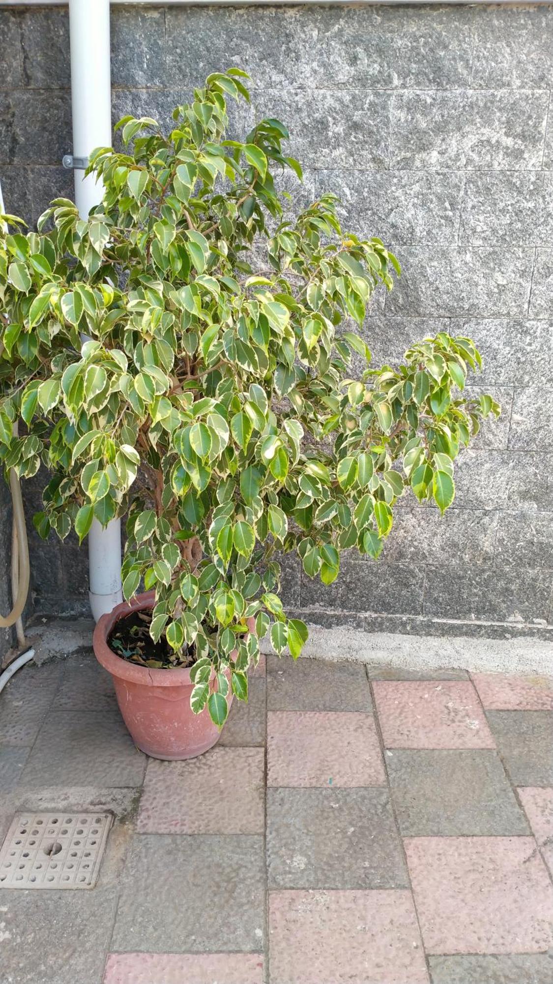 Domus Annae B&B Pompei Exterior foto